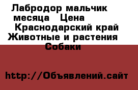 Лабродор мальчик 1.8 месяца › Цена ­ 5 000 - Краснодарский край Животные и растения » Собаки   